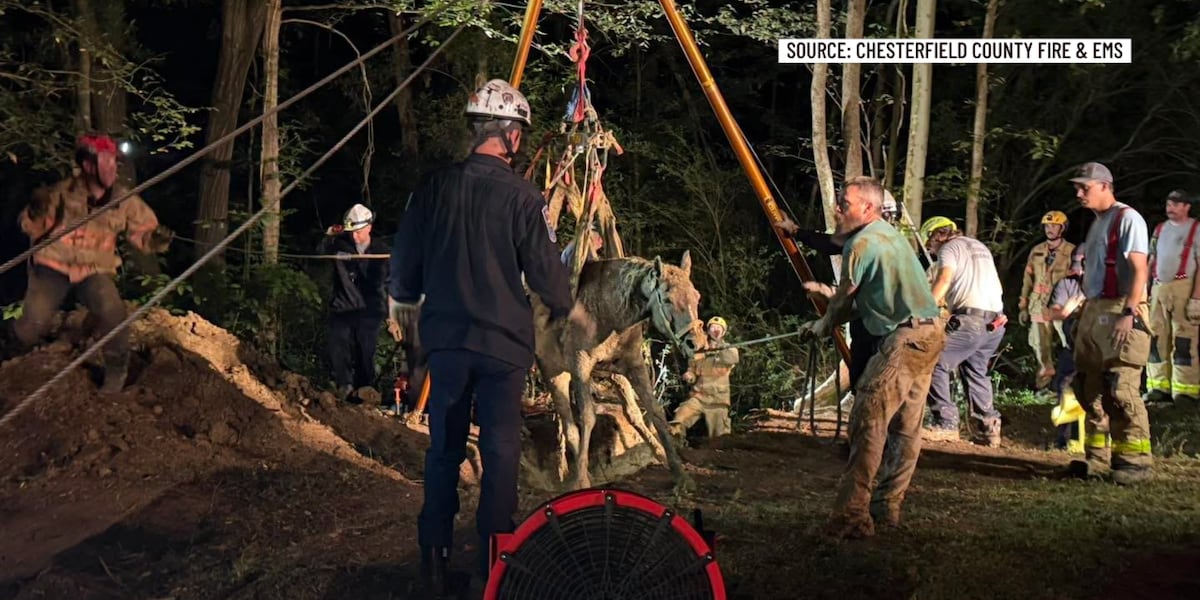 ‘Successful mission’: Multiple agencies team up to free horse trapped in ravine