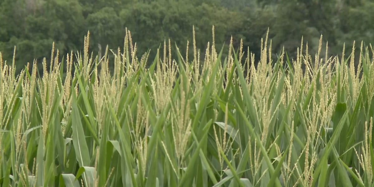 Virginia farmers statewide now eligible for USDA drought emergency loans