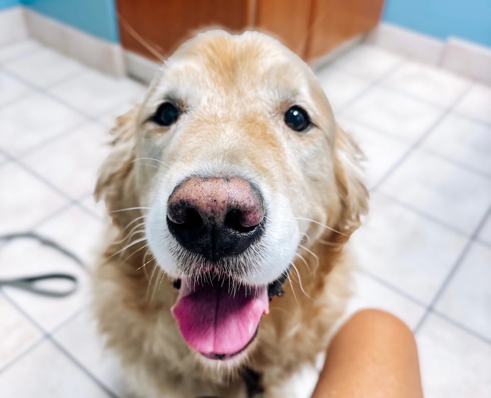 Emmie, a 7-year-old golden retriever, was diagnosed with blood cancer in 2025.