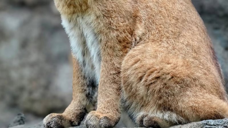 Monty the bobcat