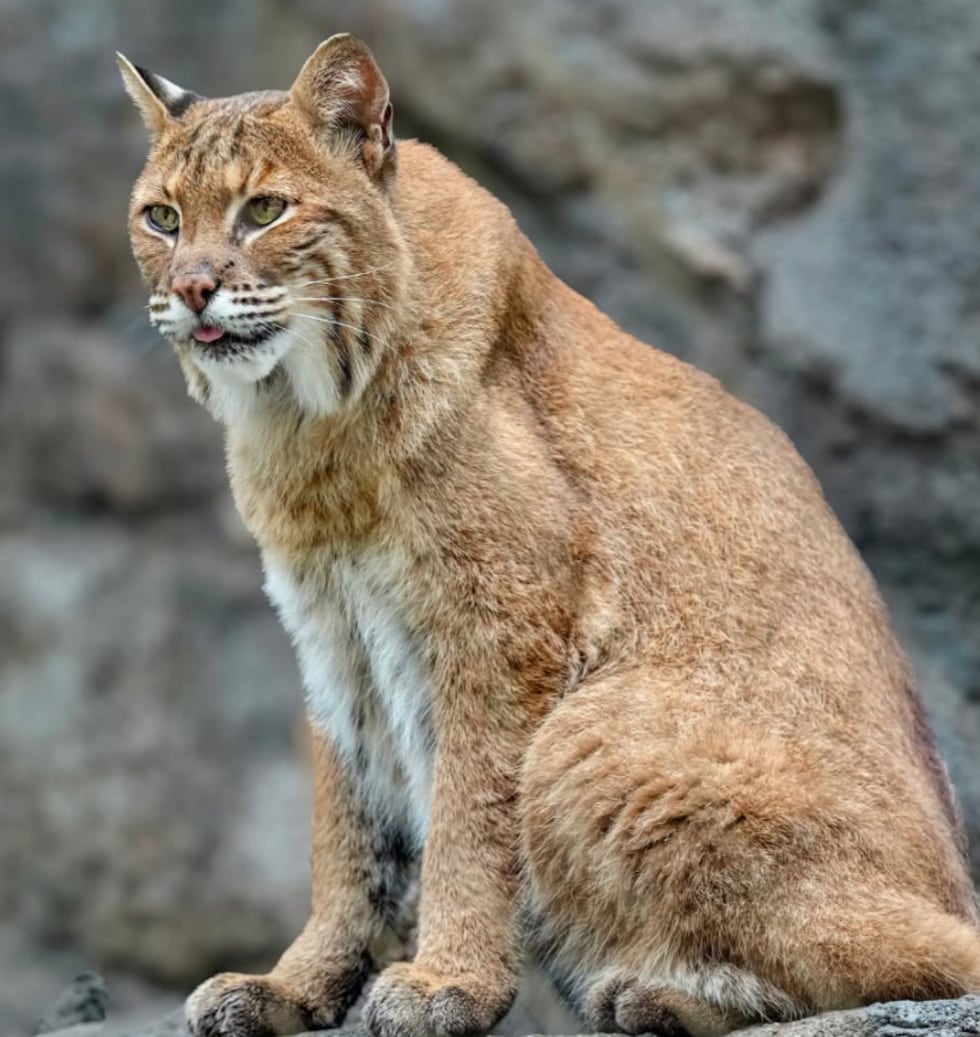 Monty the bobcat