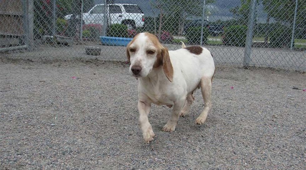 Huggles (Source: Isle of Wight Sheriff's Office)