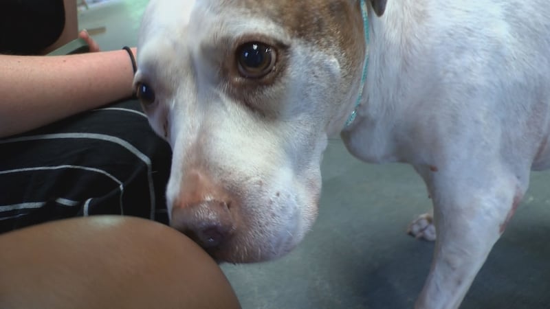 Dogs currently at the Henrico Police Animal Shelter