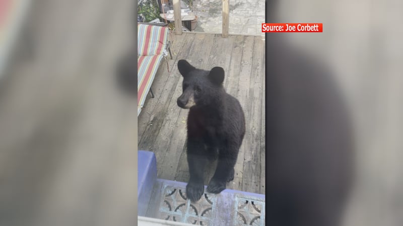 A young black bear spotted in the Oregon Hill neighborhood on Thursday morning.