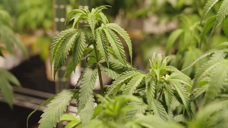Lawmakers are announcing "specifics on the compromise to establish a safe, transparent, and...