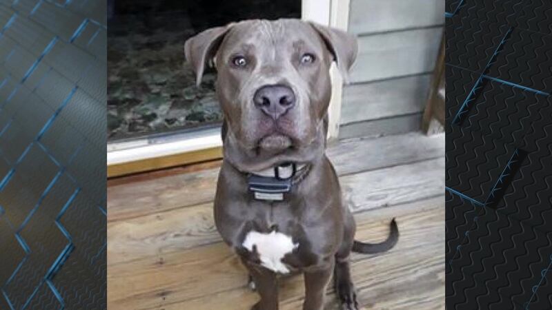 JoJo went missing on May 7 - his trainer says JoJo may have been taken. (Source: Arnold Spencer)