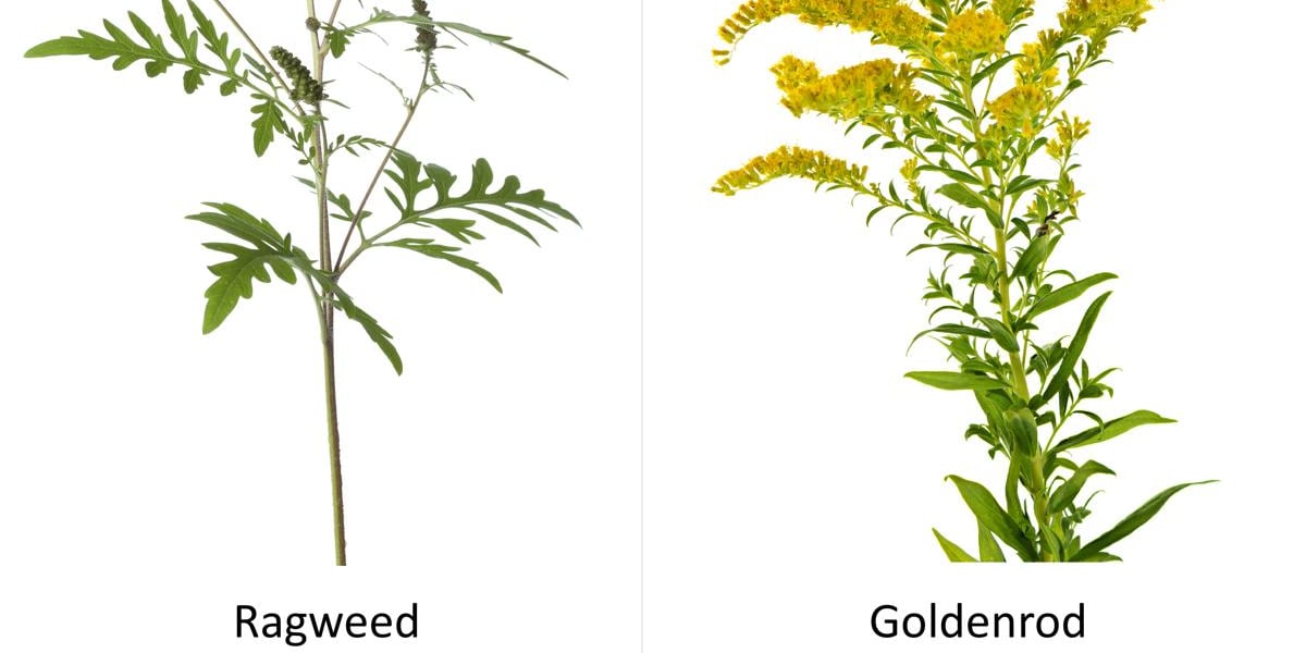ALLERGY ALERT: It's ragweed season!