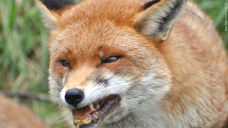 Rabid fox