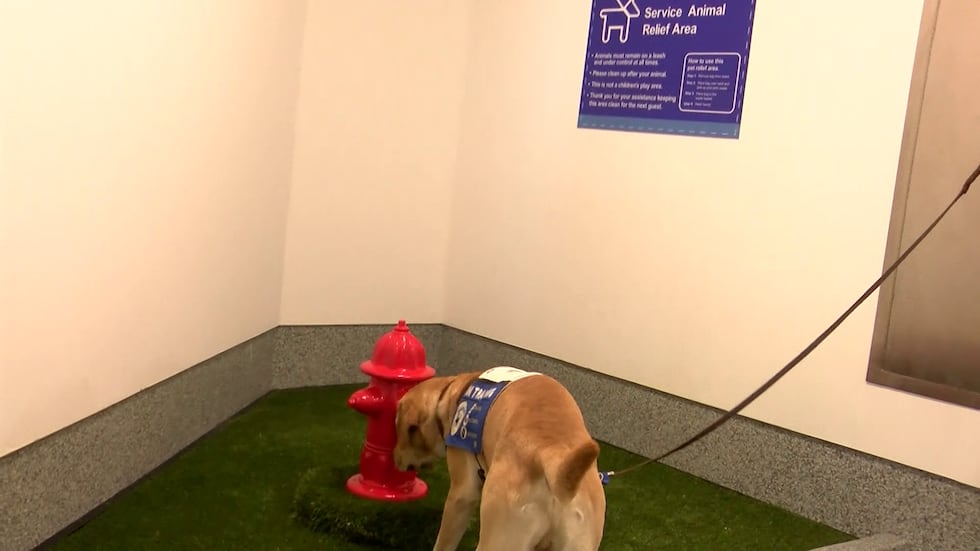 Service dogs and their handlers practiced moving through every part of the airport, from the...