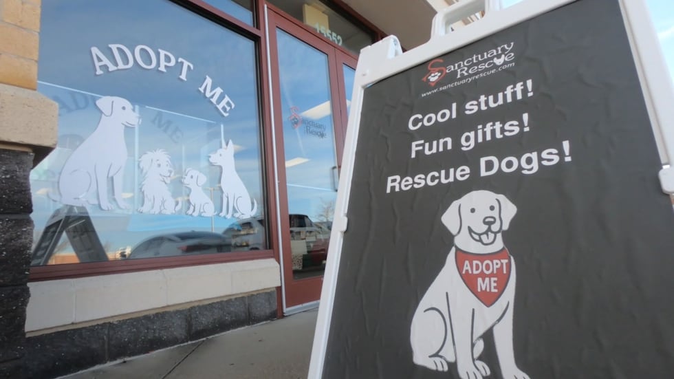 Sanctuary Rescue Hundreds of dogs find loving homes thanks to woman’s kindness