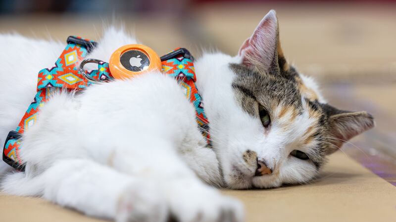 This photo provided by Lowe's shows Francine, the store cat, on Tuesday, Oct. 7, 2025, in...