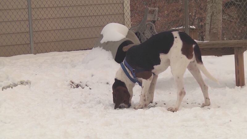 Animal advocates push legislators for stronger anti-tethering legislation.