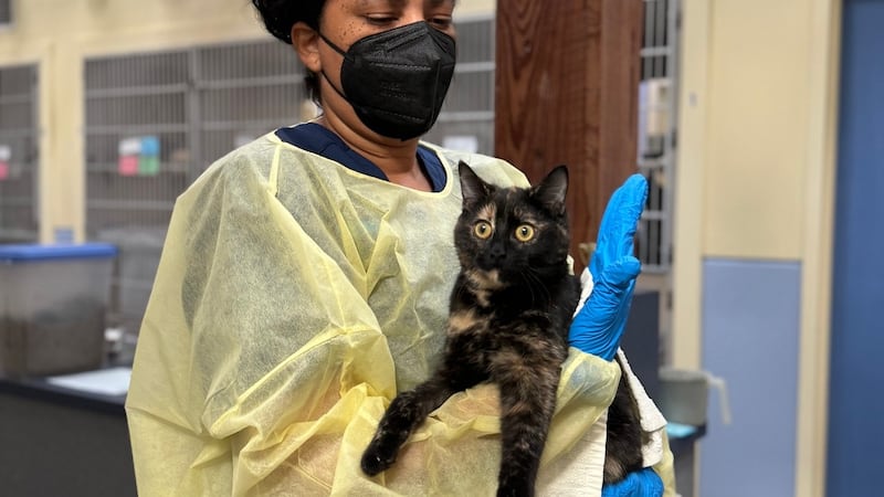 Richmond SPCA is closing some of its cat rooms as they work to treat a highly contagious...