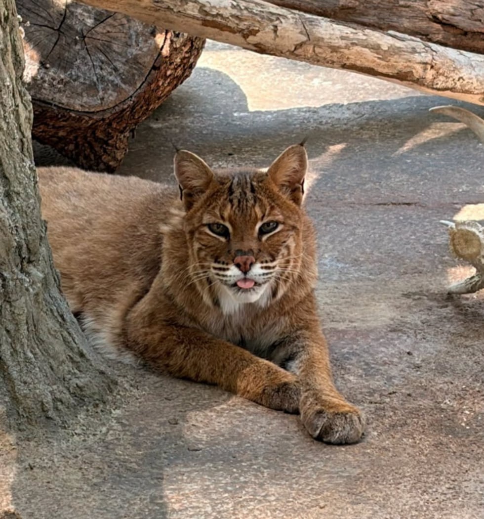 Monty the bobcat