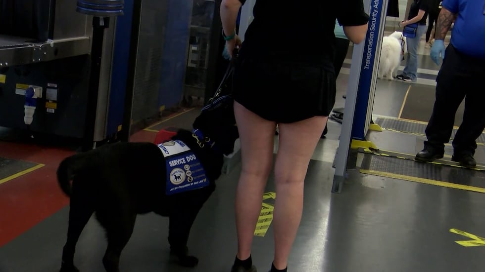 Service dogs and their handlers practiced moving through every part of the airport, from the...