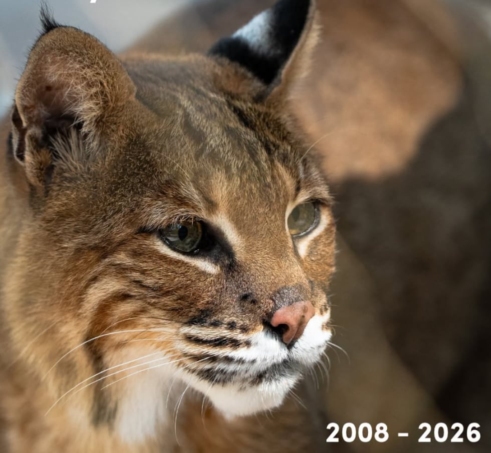 Monty the bobcat