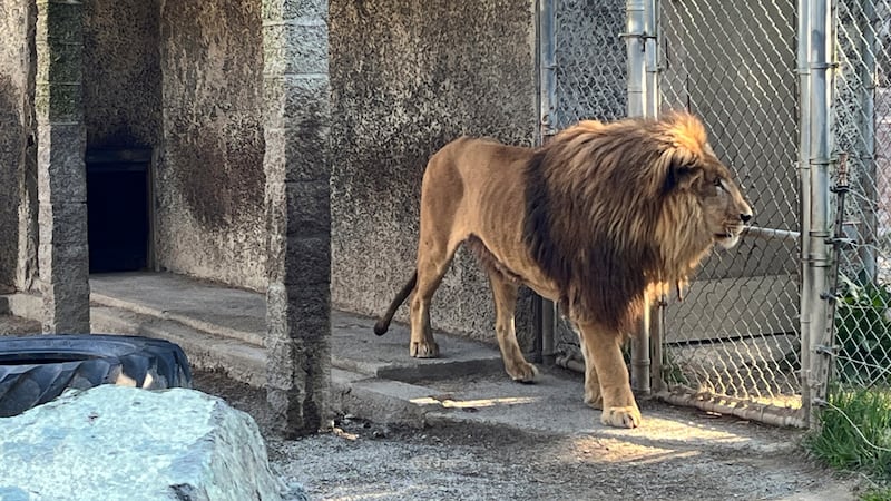 In this photo provided by the Oregon State Police, a lion is seen at the West Coast Game Park...
