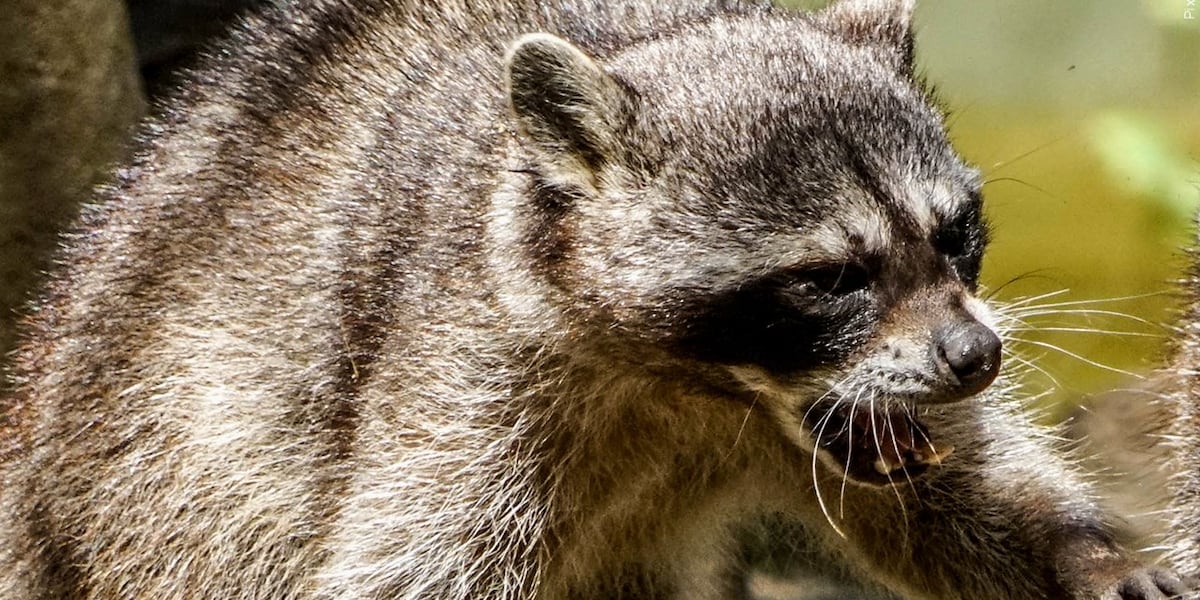 Attack Raccon Raccoon attacks dog in Henrico, 4th rabies case confirmed