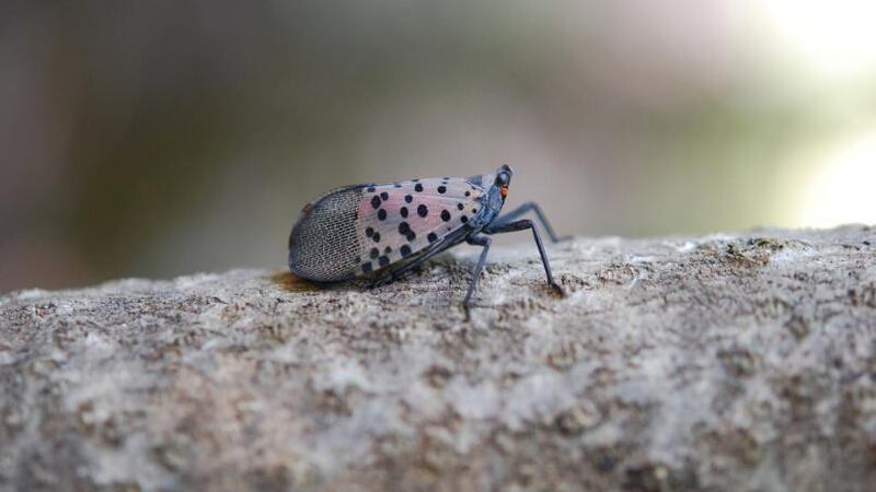 Invasive Insect Md Quarantine issued in part of Virginia for invasive insect