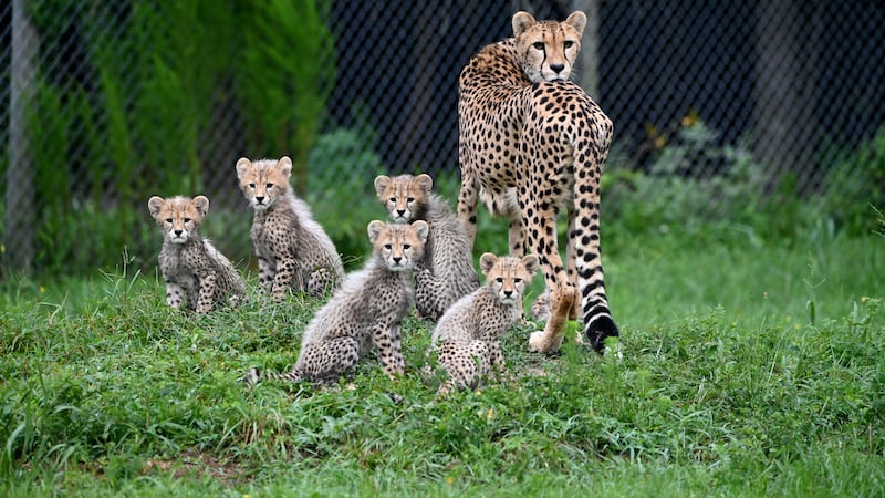 Metro Richmond Zoo announced the birth of six cheetah cubs to proud parents Zuri and Ramses.
