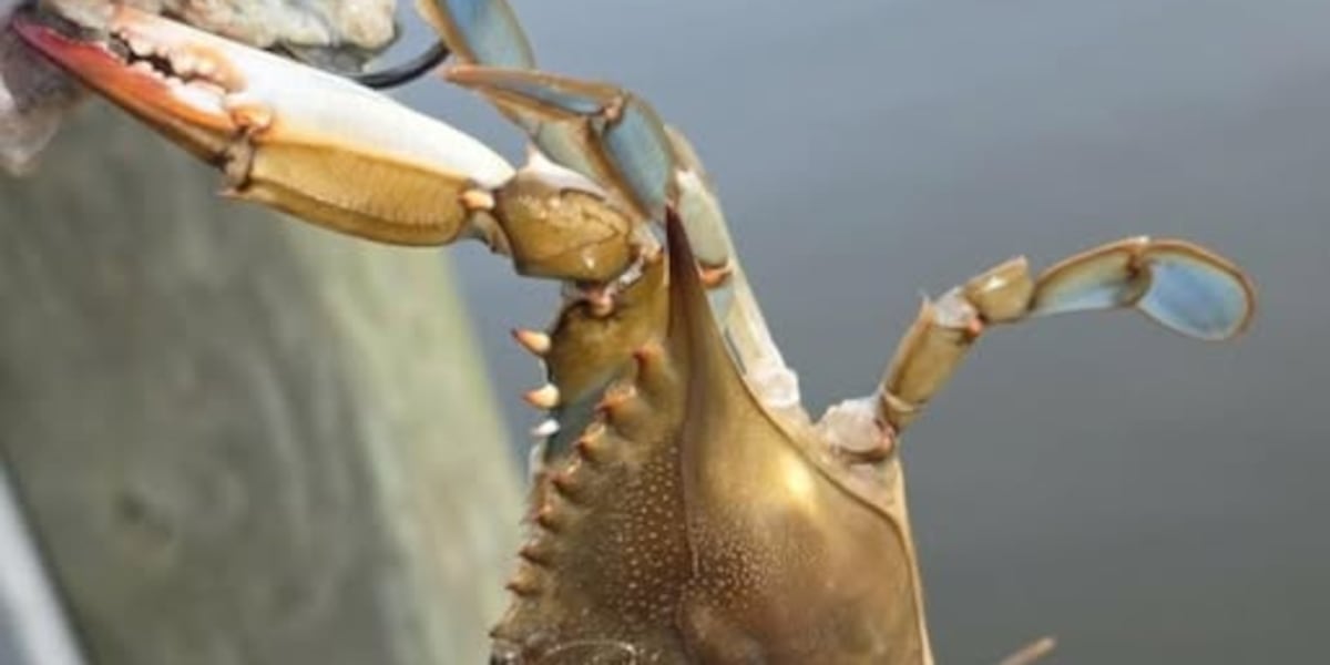 Blue crabs spotted in James River amid drought conditions When the river drops, they can swim to the I-95 bridge