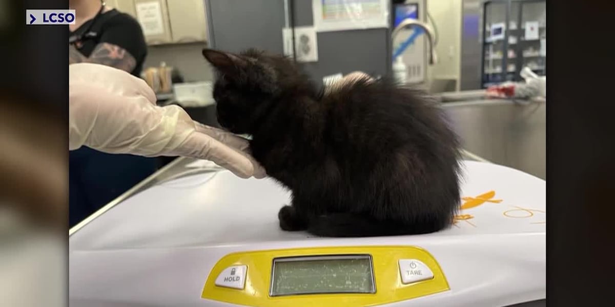 Father jailed after daughter says he killed her kittens as punishment By Damien Alvarado, WINK via CNN Newsource Published : Aug. 7, 2026 at 6:23 AM GMT+2 | Updated : seconds ago