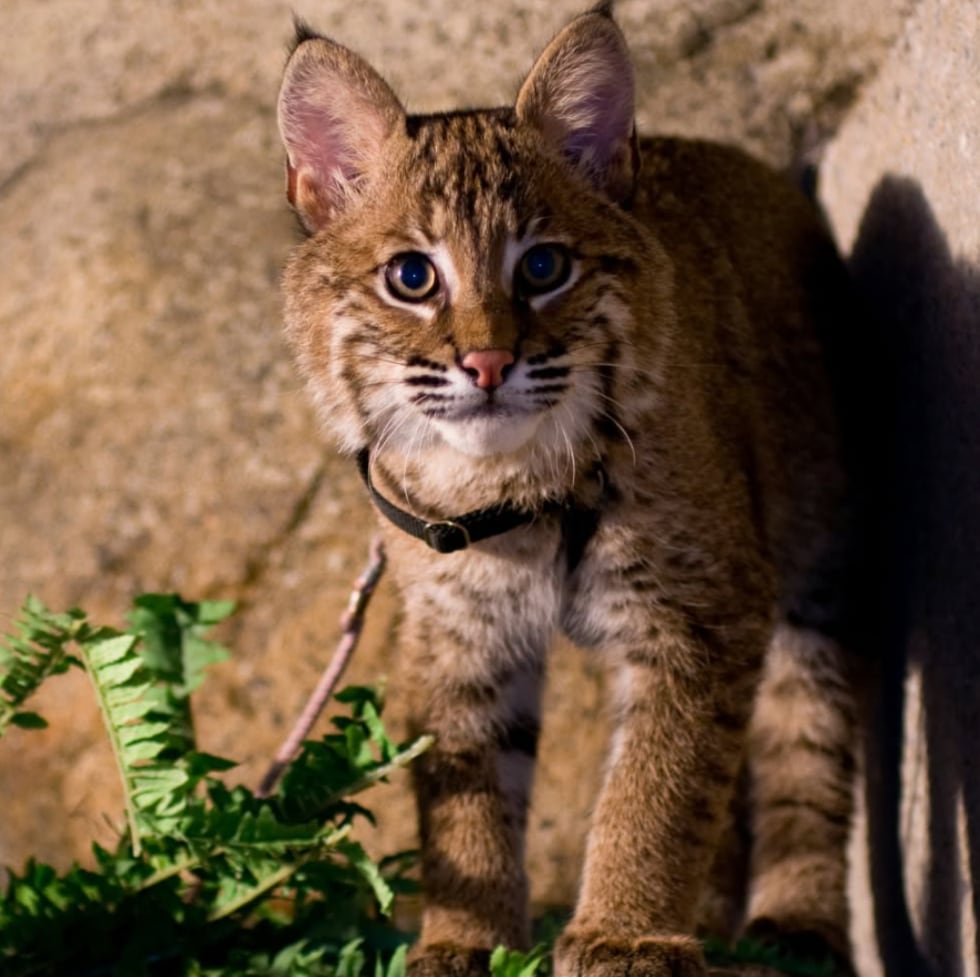 Monty the bobcat