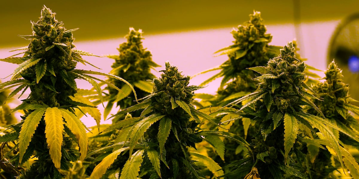 Virginia cannabis budget language triggers legal confusion, political fallout By Markus Schmidt Published : Jul. 10, 2026 at 1:45 AM GMT+2 | Updated : moments ago