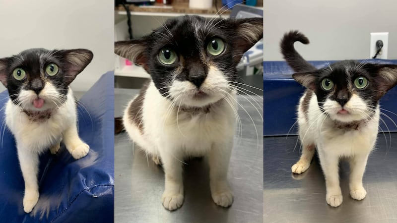 A cat that was found by a volunteer at the Humane Society of Rowan County has garnered...