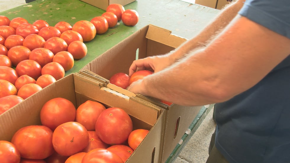 Hanover Tomato festival returns for 48th year