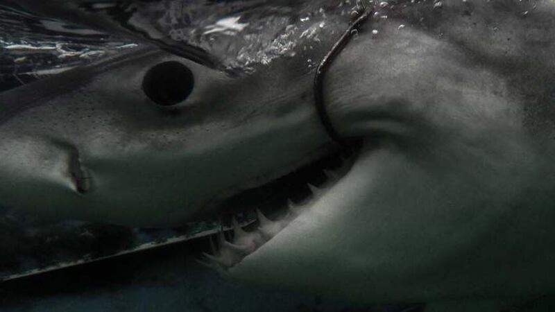 Amy, the great white shark, tagged off Myrtle Beach in December 2017 (Source: Outcast Sport...