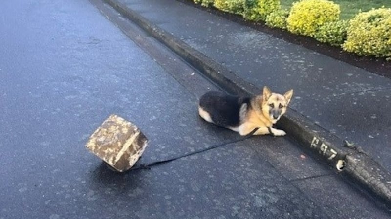The dog was found alone and tied up to a rock, according to the Woodburn Police Department.