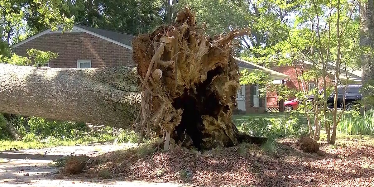 Storm sends trees through roofs of two North Chesterfield homes Published : Jun. 15, 2026 at 11:57 PM GMT+2 | Updated : 7 minutes ago