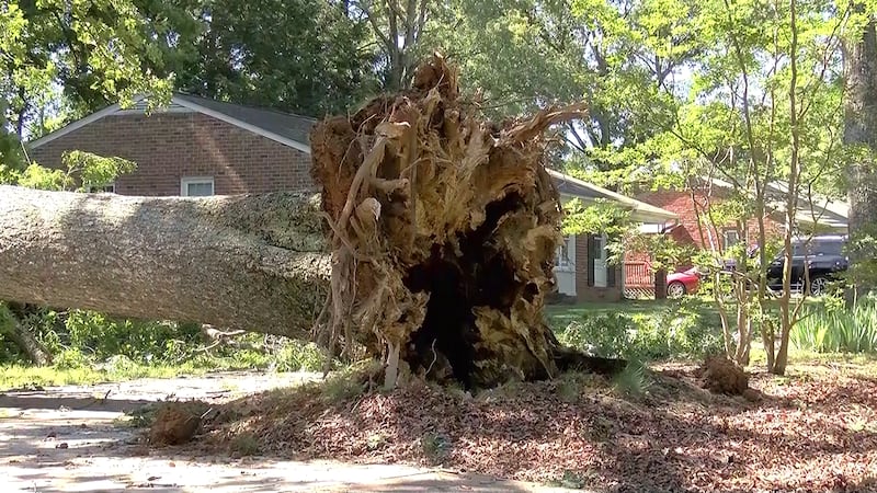 Severe storms rolled through Central Virginia on Sunday, June 14, knocking over trees and...